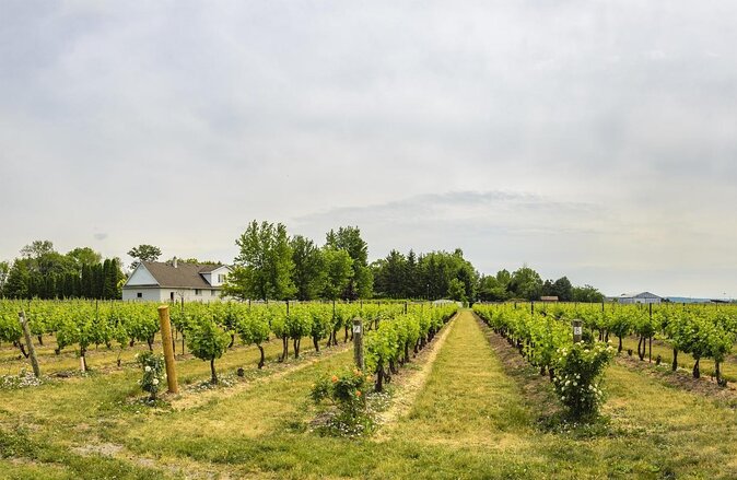 Niagara-On-The-Lake Wine Tour With Lunch -Private Tour in Classic English Cab
