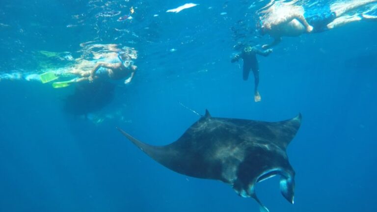 Nusa Penida: Snorkeling 3 Spots With Manta Options