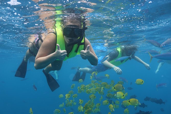 1 oahu dolphin watch with turtle snorkel water slide Oahu Dolphin Watch With Turtle Snorkel & Water Slide