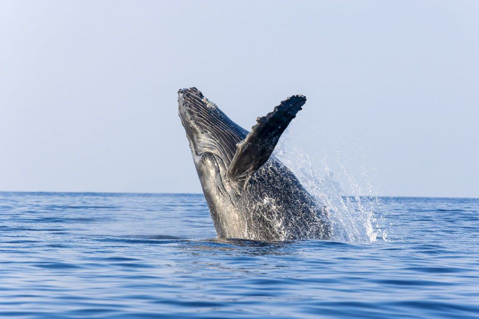 Oahu: Eco-Friendly West Coast Whale Watching Cruise