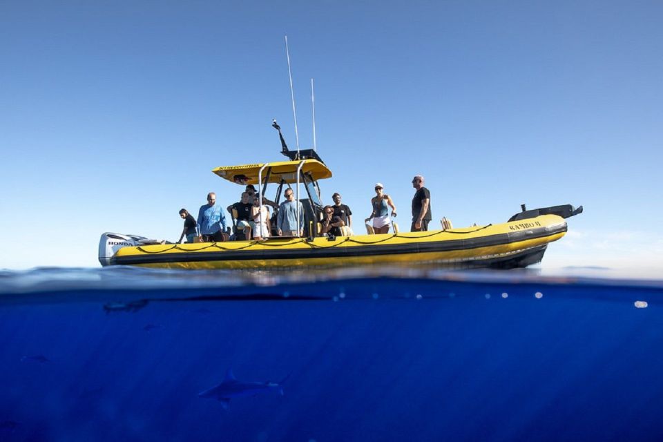 Oahu: North Shore Marine Life Tour From Haleiwa