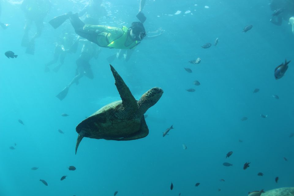 1 oahu turtle canyon snorkeling hula dance Oahu: Turtle Canyon Snorkeling & Hula Dance