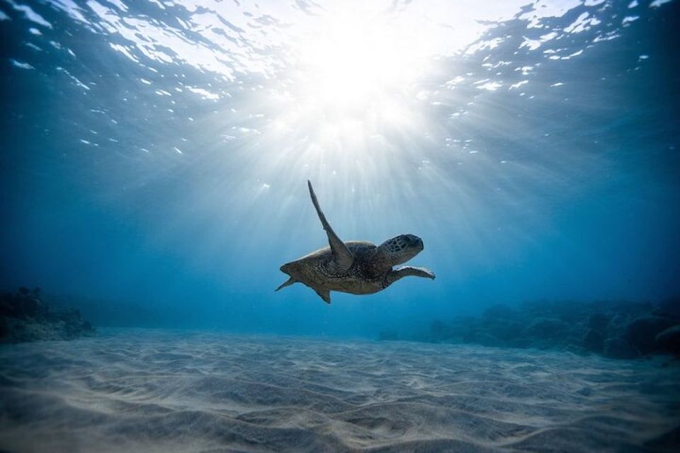 Oahu: Waikiki Turtle Snorkeling Adventure Cruise