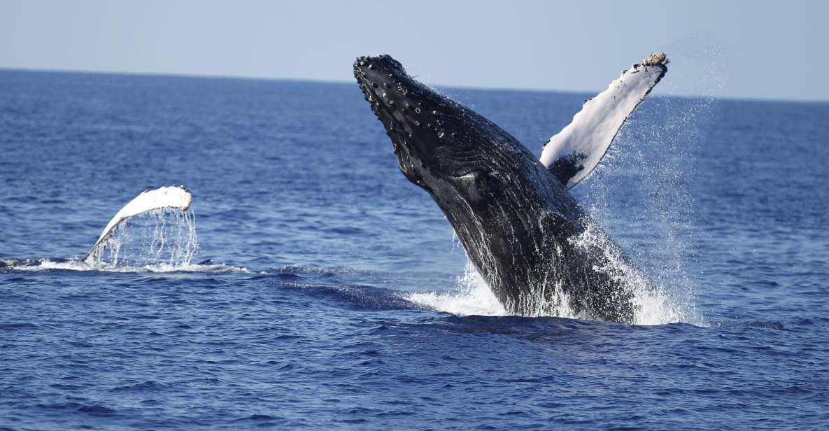 Oahu: Waikiki Whale Watching Tour-Donut And Coffee Included