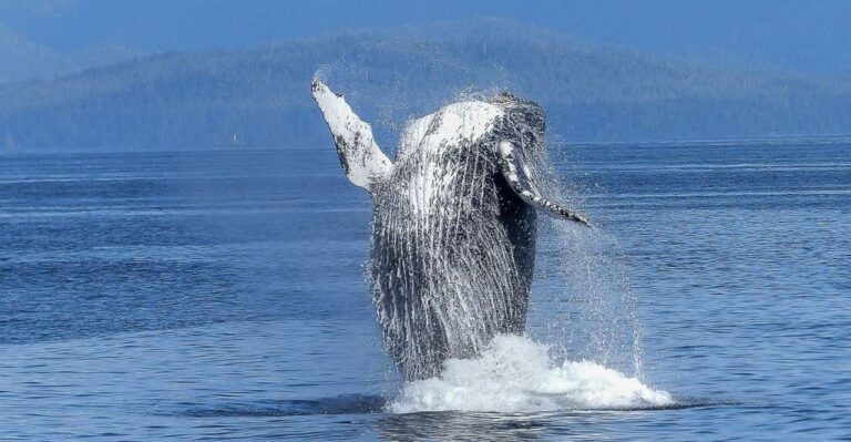 Oahu: Whale Watching Afternoon Sailing Cruise