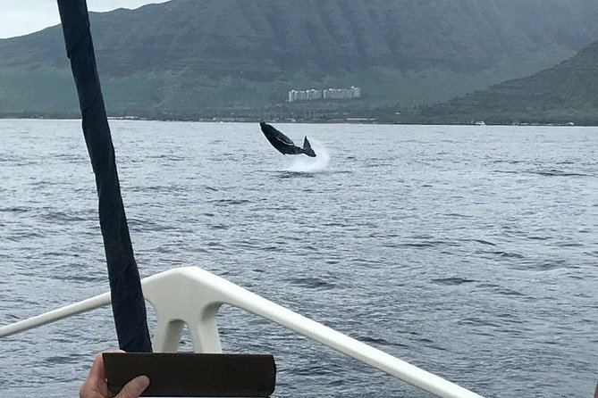 Oahu Whale-Watching Excursion