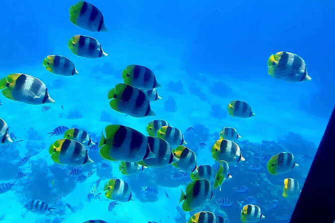 Observation of Marine Flora and Fauna in Bora Bora
