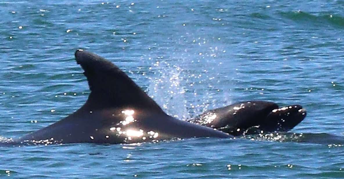 1 olhao dolphin and wildlife watching boat tour Olhão: Dolphin and Wildlife Watching Boat Tour