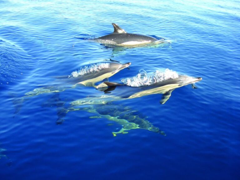 Olhão: Dolphin Observation