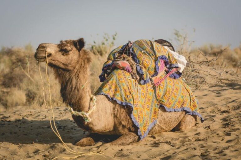 On Day Experience Golden Desert of Jaisalmer