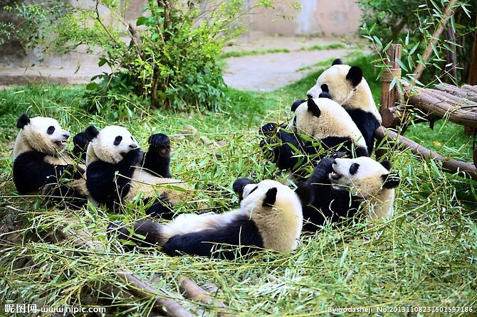 1 one day giant panda leisure private tour in chengdu One Day Giant Panda Leisure Private Tour in Chengdu