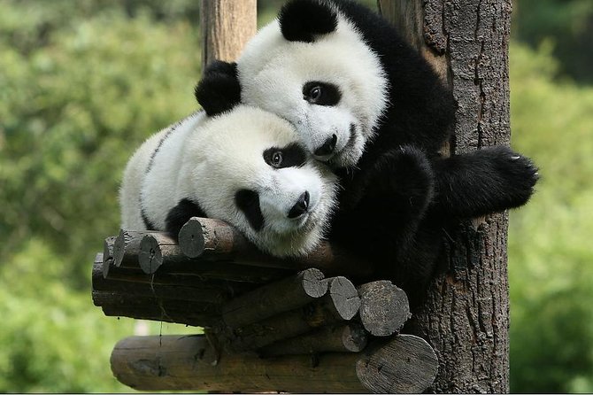 One-Day Private Panda Tour Of Chengdu