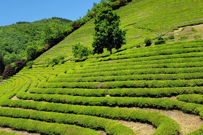1 one day tour in boseong tea plantation suncheon national garden One Day Tour in Boseong Tea Plantation & Suncheon National Garden