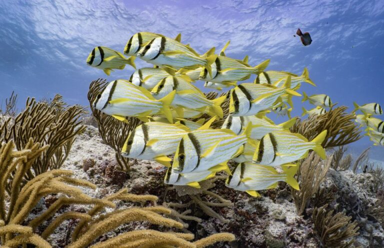 Open Water PADI Diver Course in Cozumel