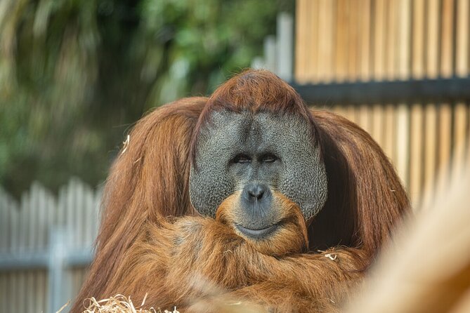 1 orangutan experience at melbourne zoo excl entry Orangutan Experience at Melbourne Zoo - Excl. Entry