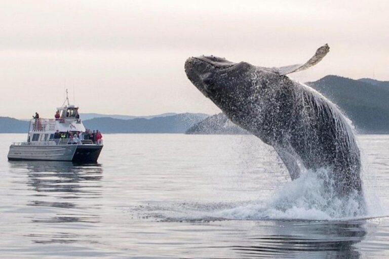 Orcas Island: Whales Guaranteed Boat Tour