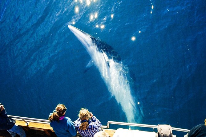 Original Carbon Neutral Whale Watching Tour From Húsavík