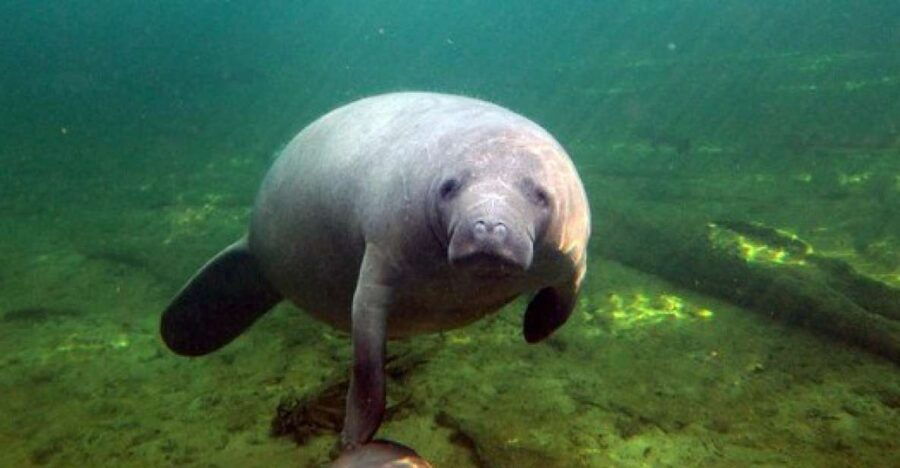 Orlando: Kayaking Tour With Manatee Encounter