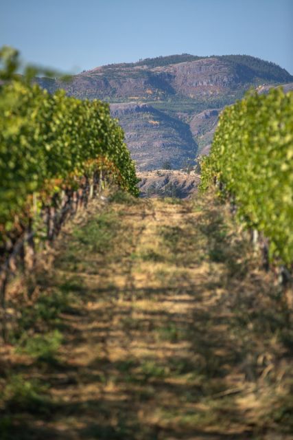 Osoyoos: Osoyoos Full Day Guided Wine Tour