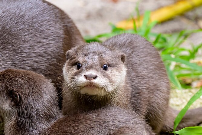 Otter Experience at Melbourne Zoo – Excl. Entry