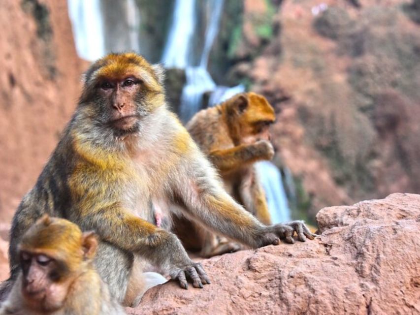 Ouzoud Waterfalls Guided Hike and Boat Trip