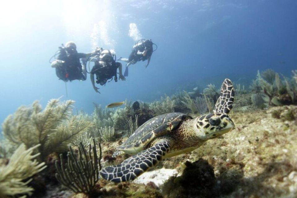1 padi discover scuba diving for divers without certification PADI Discover Scuba Diving for Divers Without Certification