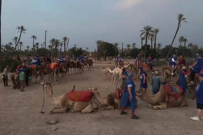 Palmerai Groove Camel Ride With Sunset