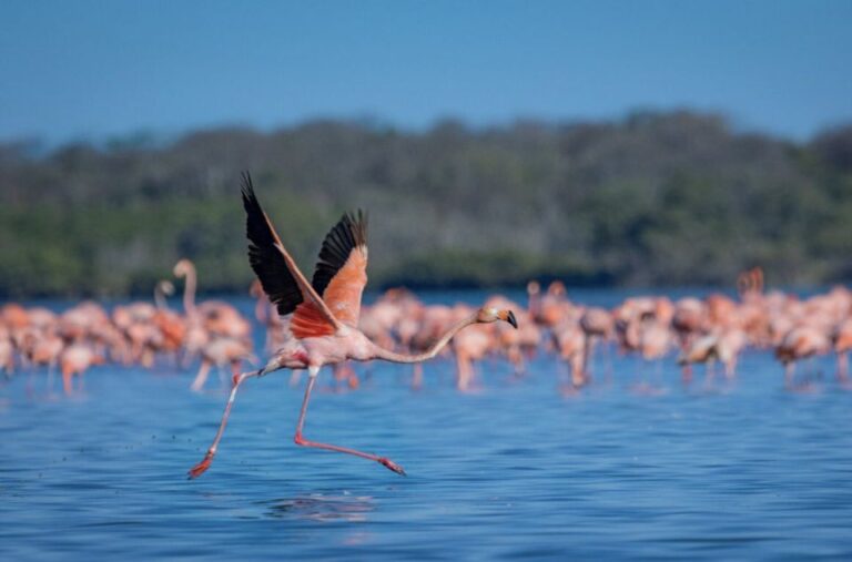 Palomino: Sanctuary of Flamingos Day Tour