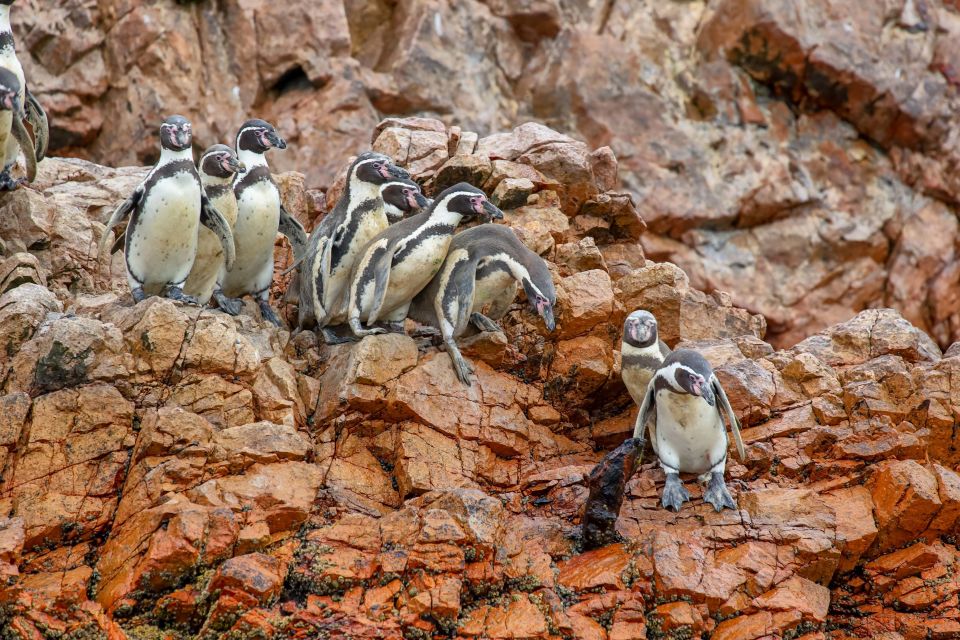 1 paracas ballestas islands morning boat tour Paracas: Ballestas Islands Morning Boat Tour