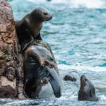 1 paracas observation of marine fauna in ballestas islands Paracas: Observation of Marine Fauna in Ballestas Islands