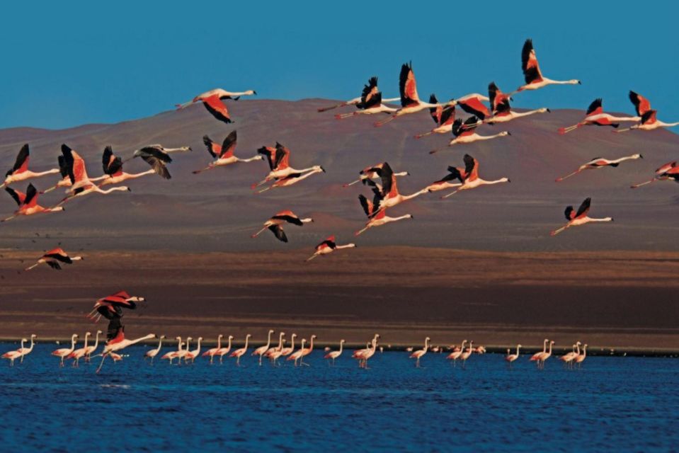 1 paracas sunset tour in the paracas national reserve Paracas : Sunset Tour in the Paracas National Reserve