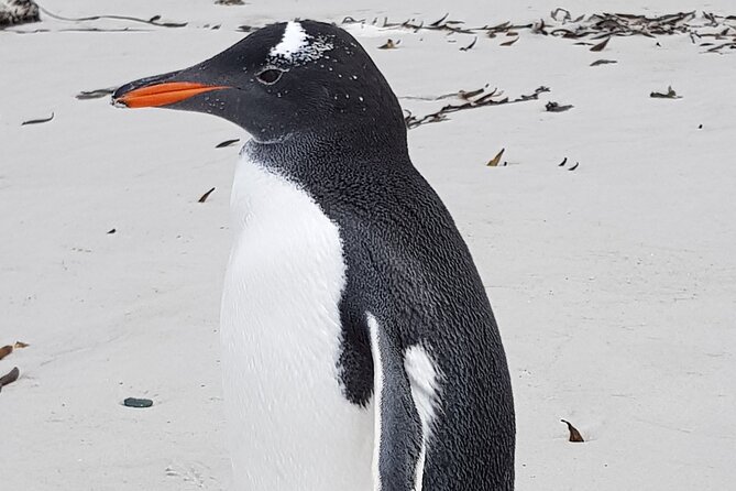 Penguin Encounter at Berthas Beach & Yorke Bay Stanley Tour