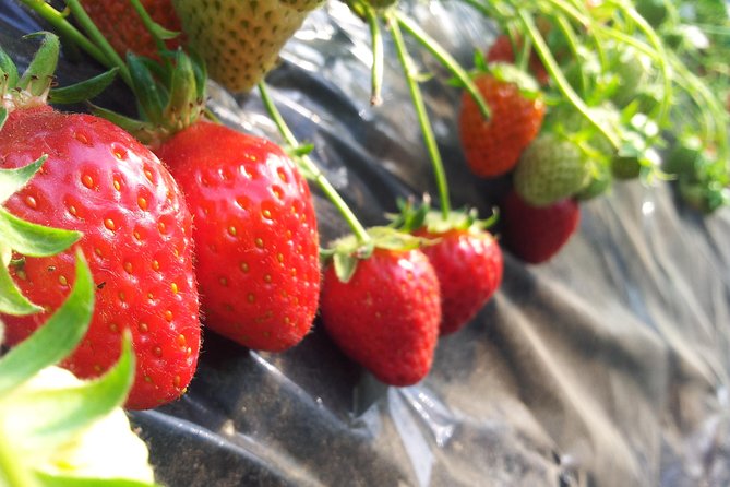 [Perfect Private Tour] Strawberry Farm & Nami Island & Lunch