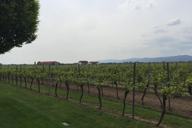 Pfalz Region Red Wine Tasting Tour  – Heidelberg