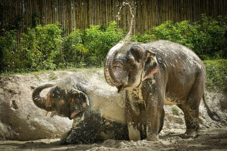 Phuket: Elephant Jungle Sanctuary ‘Watch Me’ Experience