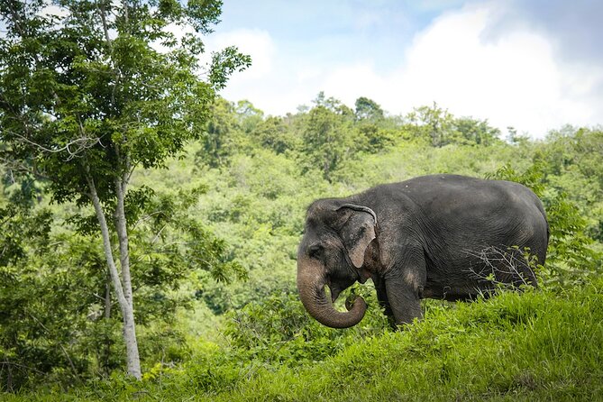 Phuket Elephant Sanctuary Canopy Walkway Tour