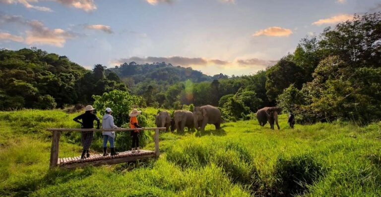 Phuket: Elephant Sanctuary Guided Tour With Hotel Transfers