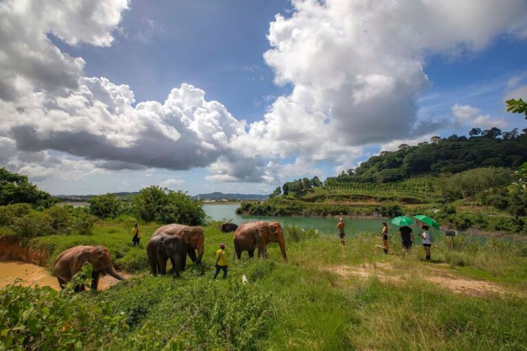 Phuket: Ethical Elephant Nature Park Visit With Lunch