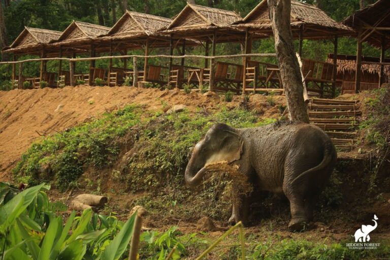 Phuket: Hidden Forest Elephant Reserve With Lunch & Transfer