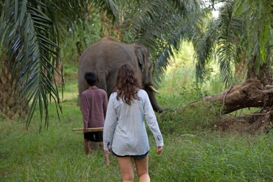 Phuket: Unique Dusk Ethical Elephant Sanctuary Experience