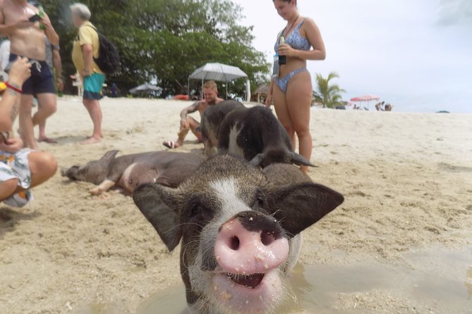 Pig Island Snorkeling & Sightseeing Tour By Speedboat From Koh Samui