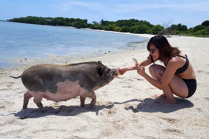 1 pigs island exclusive semi vip Pigs Island Exclusive Semi VIP