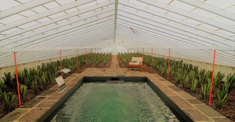 Pineapple Greenhouse Hot Tube and Pineapple Tour
