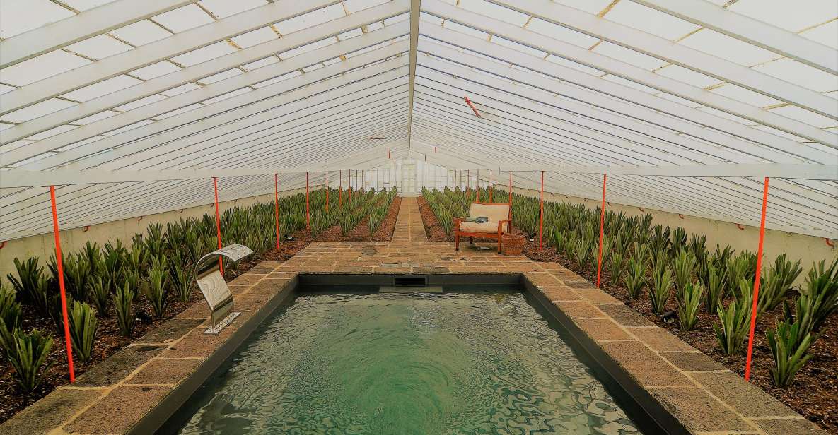 Pineapple Greenhouse Hot Tube and Pineapple Tour