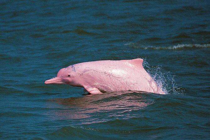 Pink Dolphin Spotting & Snorkelling Day Tour At Pigs Island
