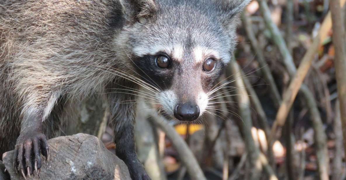 1 playa blanca daytour with snorkeling and racoon sighting Playa Blanca: Daytour With Snorkeling and Racoon Sighting