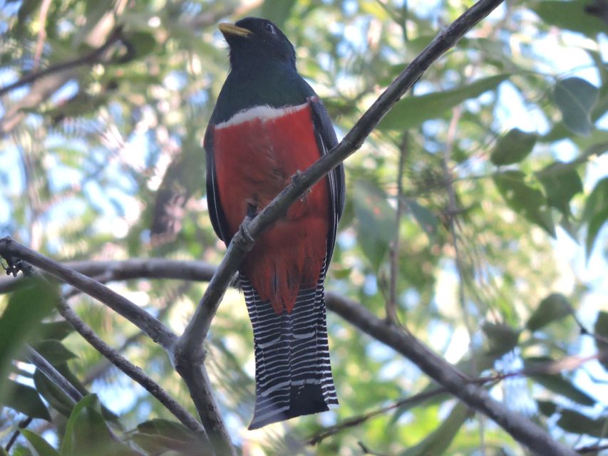 bird watching playa del carmen