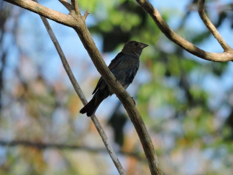 Playa Del Carmen: Private Morning Birdwatching Tour