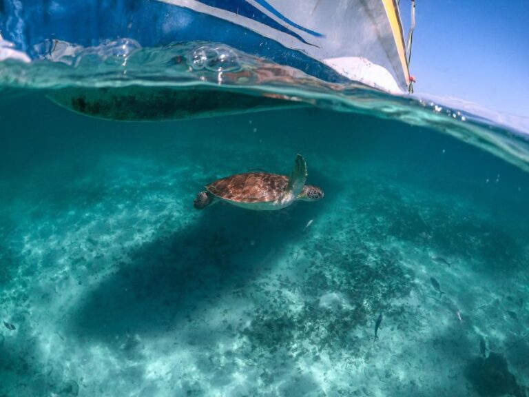 Playa Del Carmen: Swim & Snorkel W/ Turtles at Akumal Beach