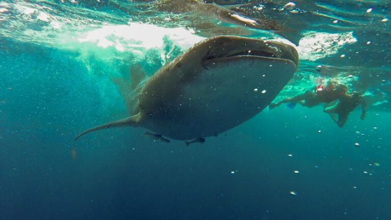 Playa Del Carmen: Whale Shark Tour